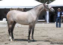 JUDIA YAM, DE CORTIJO LA Z , NICARAGUA, ORO EN POTRAS DE DOS A Y SUBCAMPEONA JOVEN FERPRE 2015